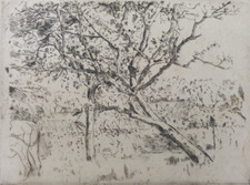 Incisione Originale Alfred William Finch Belga Giardino Cavallo 1893 Rara comprar usado  Enviando para Brazil