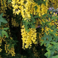Hänge alpen goldregen gebraucht kaufen Hänge alpen goldregen gebraucht kaufen  Essen