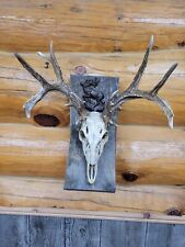 Whitetail deer skull for sale  Stockett