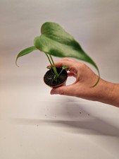 Monstera burle marx for sale  GILLINGHAM