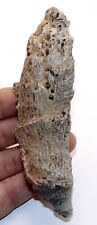 Large fossil horn for sale  BECCLES
