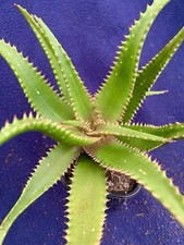 Rare aloe hybrid for sale  PENZANCE