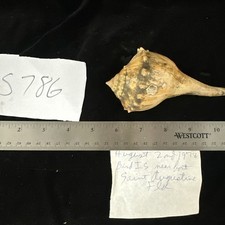 Lightning whelk clams for sale  Warner Robins
