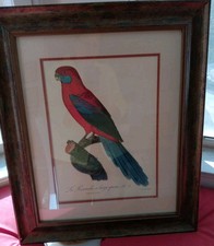barraband parrot for sale barraband parrot for sale Boca Raton