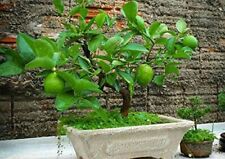 Dwarf lime bonsai for sale  Russell