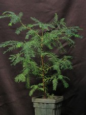 Metasequoia glyptostroboides t for sale  Rochester