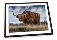 Highland cow bull for sale  UK