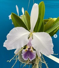 Cattleya gaskelliana coerulea for sale  San Francisco