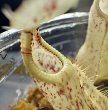 Candy striped nepenthes for sale  Avondale