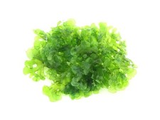100ml 50ml süsswassertang gebraucht kaufen  Treuenbrietzen