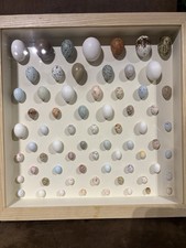 birds egg collection for sale birds egg collection for sale  BRISTOL