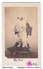 Dog standing smoking d'occasion  Expédié en Belgium