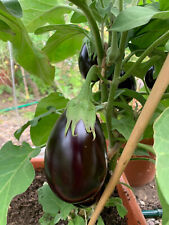 Aubergine adana samen gebraucht kaufen  Viersen