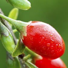 10x giant goji d'occasion  Expédié en Belgium