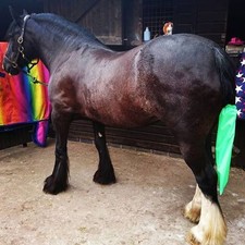 Equestrian horse waterproof for sale  STOKE-ON-TRENT
