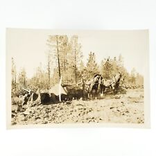 Proud lumberjack horse for sale  Portland