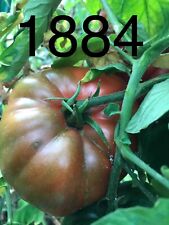 Graine seed tomate d'occasion  La Pacaudière