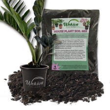 Black raven plant for sale  USA