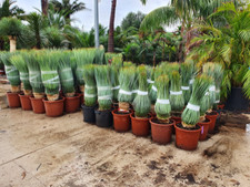 Yucca rostrata for sale  GREENFORD