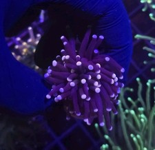 Torch wysiwyg coral for sale  UK