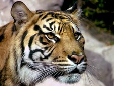 posters leopard tiger lion for sale  USA
