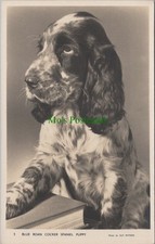 Blue roan cocker for sale  WATERLOOVILLE