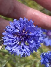 Samen kornblumen blau gebraucht kaufen  Pförring