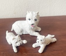Miniature toy dogs for sale  GLASGOW