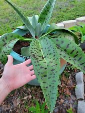 cactus succulents outdoor for sale cactus succulents outdoor for sale Port Charlotte