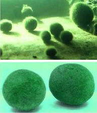 Algenkiller moosball immergrü gebraucht kaufen  Kaiserslautern
