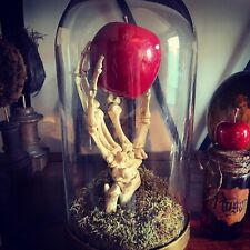 Cabinet curiosités oddities d'occasion  Aiglun
