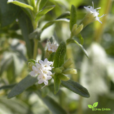 Stevia seeds stevia for sale  LONDON