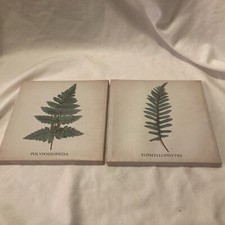 Fern plant wall for sale  Mercer