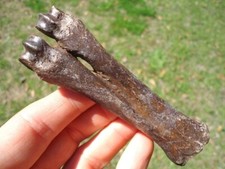 Rare peccary metapodial for sale  Havana
