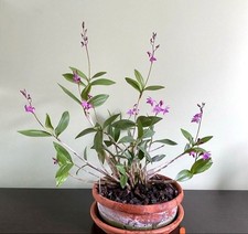 Rare dendrobium kingianum for sale  DAVENTRY