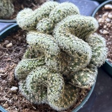 brain cactus for sale  Oakland