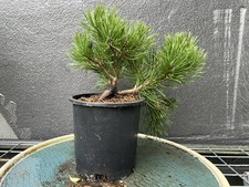 Dwarf mugo pine for sale  Grove City
