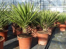 Yucca filamentosa 70cm gebraucht kaufen  Goch