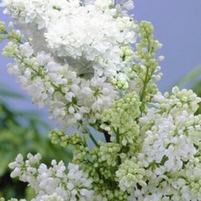 lilac tree for sale  MARCH
