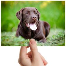 Chocolate labrador dog for sale  SELBY