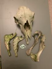 Sheep skull bones for sale  YELVERTON