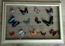 farfalle collezione usato  Milano