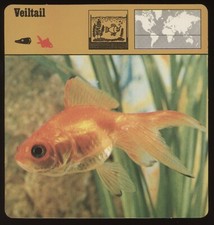 Veiltail safari cards for sale  Shipping to United Kingdom