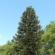 Araucaria araucana désespoir d'occasion  Pouzauges