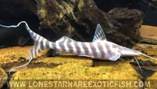 Tigrinus catfish brachyplatyst for sale  Livingston