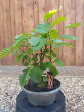Bonsai prebonsai schwarzerle gebraucht kaufen  Mölln
