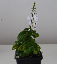 Vicks plant plectranthus for sale  HEBDEN BRIDGE
