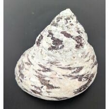 Seashell spiral beach for sale  Louisville