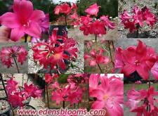 Amaryllis belladonna red for sale  USA