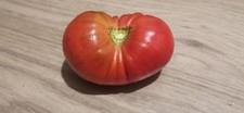 Qty giant belgian for sale  HIGH WYCOMBE